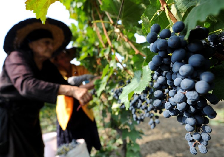 Выращивание винограда Саперави