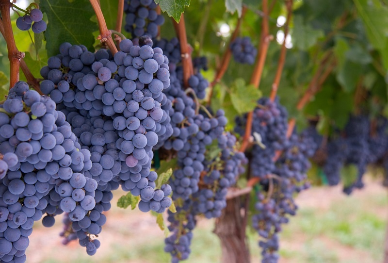 фото сорта винограда Мерло