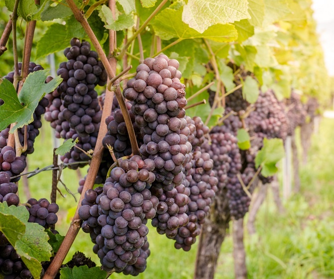 фото винограда сорта Пино Гриджио